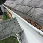 Maple Seeds Collecting in Gutters